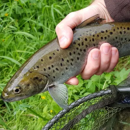 Semesterbostad The Old Mill, Argideen River